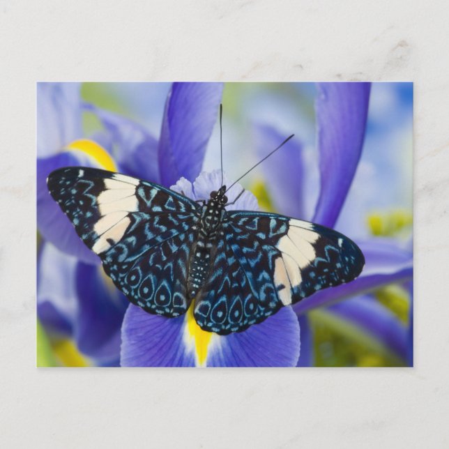 Carte Postale Iris Pourpre Papillon Tropical (Devant)