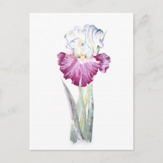 Carte Postale Iris rose