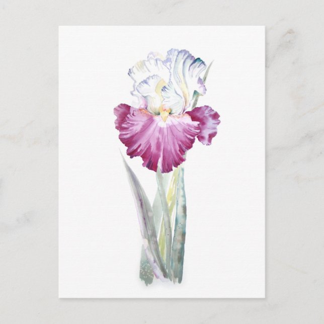 Carte Postale Iris rose (Devant)