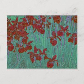 Carte Postale Iris rouge