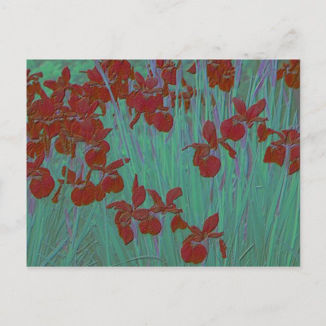Carte Postale Iris rouge (Devant)