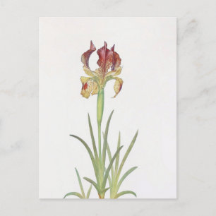 Carte Postale Iris Sari par William Dykes