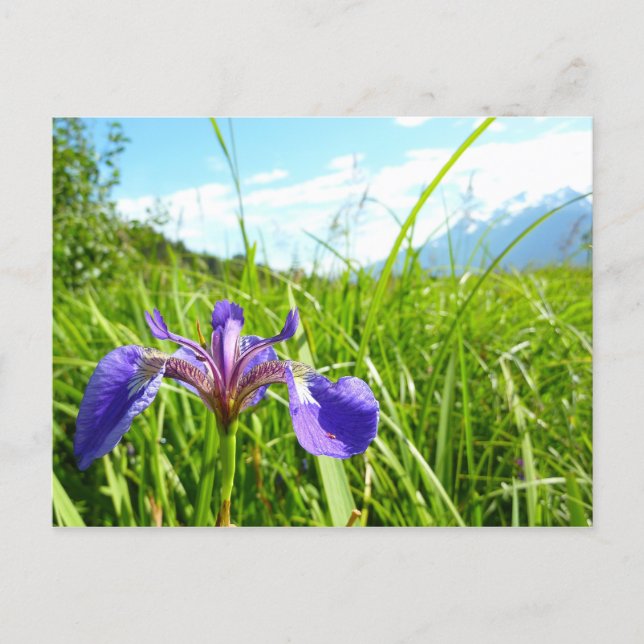 Carte Postale Iris sauvage et paysage d'Alaska (Devant)