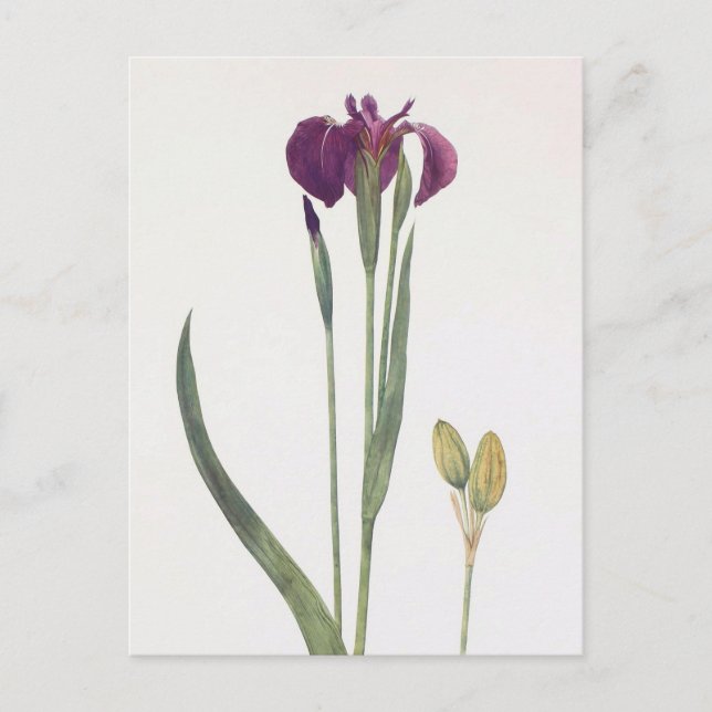 Carte Postale Iris Setosa par William Dykes (Devant)