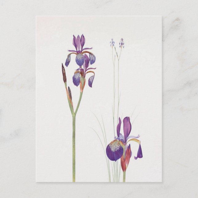 Carte Postale Iris Sibirica et Iris Orientalis par William Dykes (Devant)