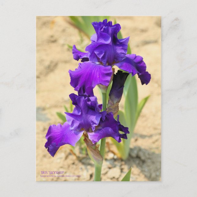 Carte Postale Iris "Skyship"    [Carte postale] (Devant)