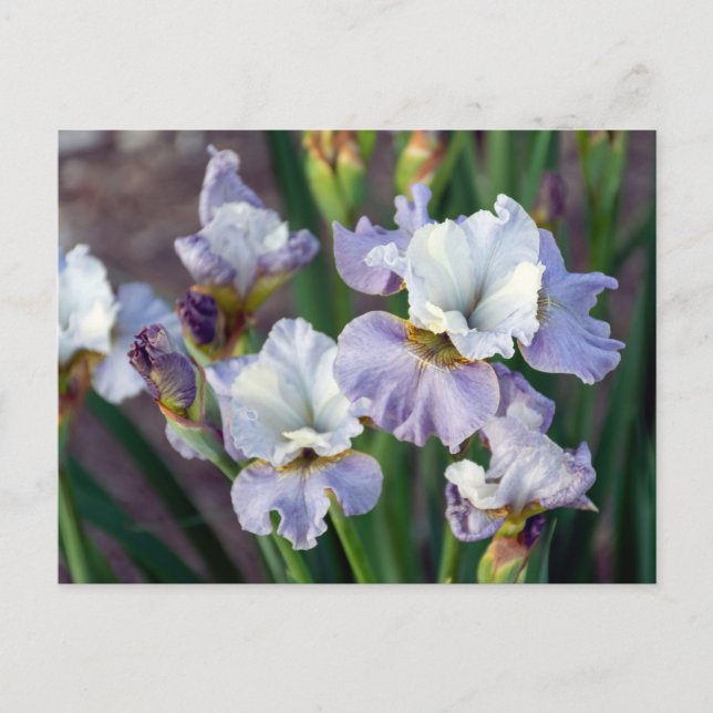 Carte Postale Iris Sprint Violet et Blanc (Devant)