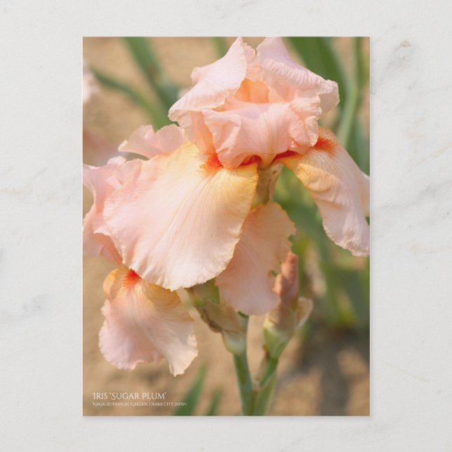 Carte Postale Iris "Sugar Plum" [Carte Postale] (Devant)