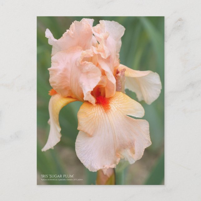 Carte Postale Iris "Sugar Plum" [Carte Postale] (Devant)