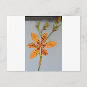Carte Postale Iris tacheté d'orange appelé Lys Blackberry