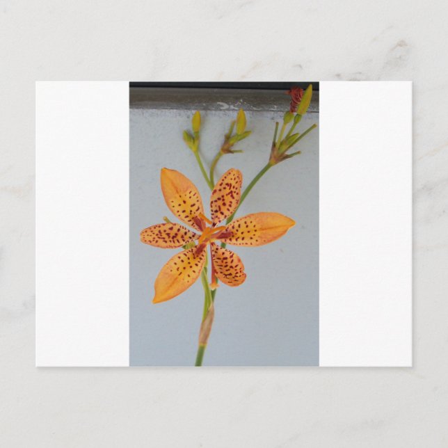 Carte Postale Iris tacheté d'orange appelé Lys Blackberry (Devant)