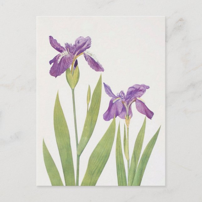 Carte Postale Iris Tectorum et Iris Loptec par William Dykes (Devant)