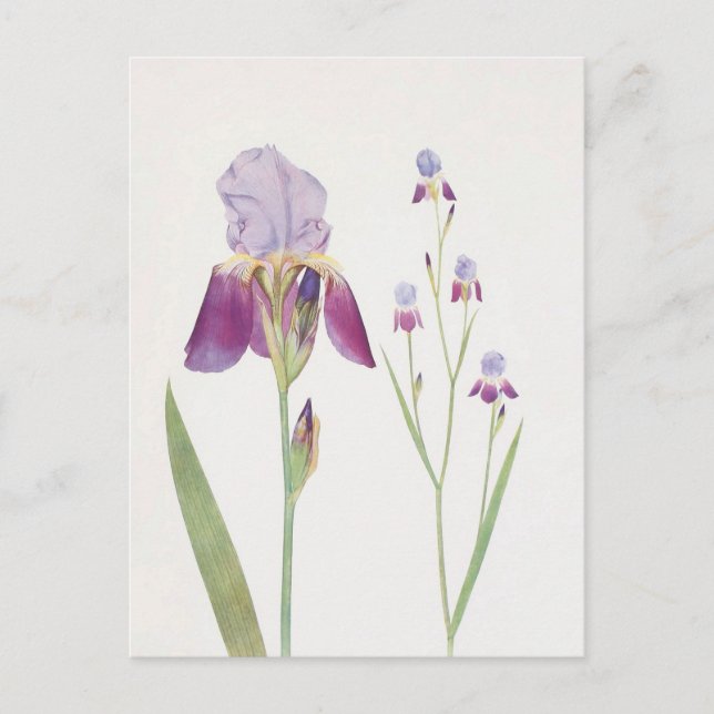 Carte Postale Iris Trojana par William Dykes (Devant)