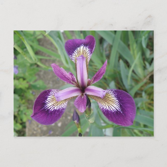 Carte postale Iris violet (Devant)
