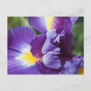 Carte Postale iris violet près