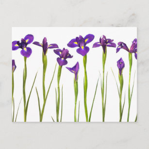 Carte Postale Iris violets isolés sur un arrière - plan blanc