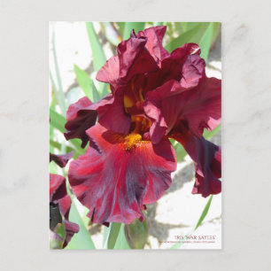 Carte Postale Iris "War Sayles" [Carte postale]