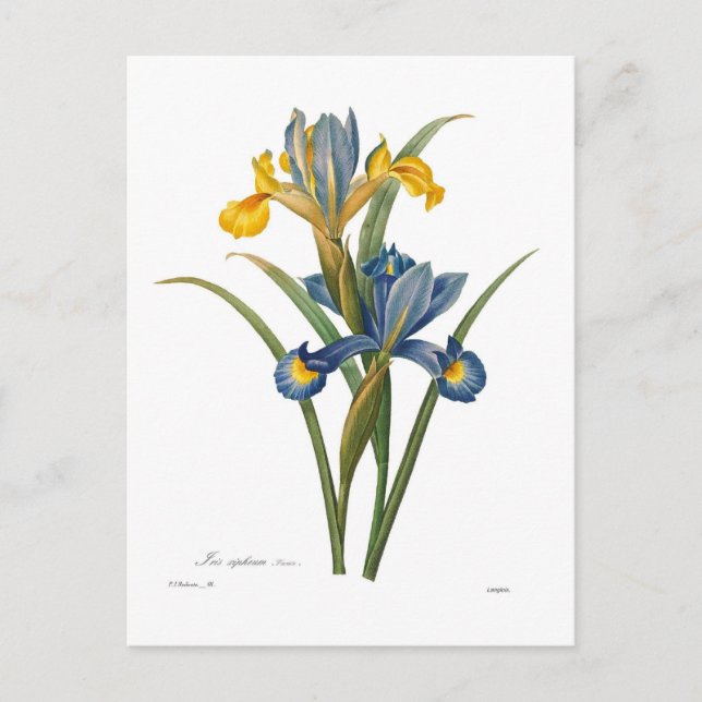 Carte Postale Iris xipheum (Devant)