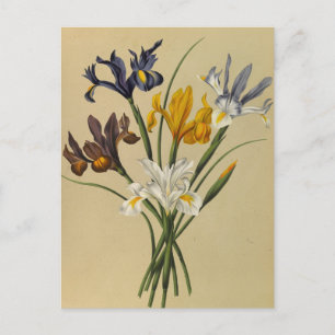 Carte Postale Iris Xiphium (Iris Hispanica) par Arentina Arendse