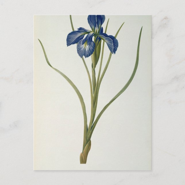 Carte Postale Iris Xyphioides, de "Les Liliacées", 1808 (Devant)