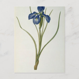 Carte Postale Iris Xyphioides, de "Les Liliacées", 1808