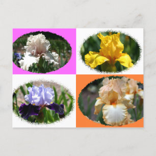 Carte Postale Irises au Missouri Botanical Gardens