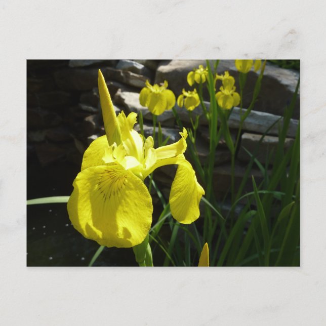 Carte Postale Irises Jaunes Bright Spring Floral (Devant)