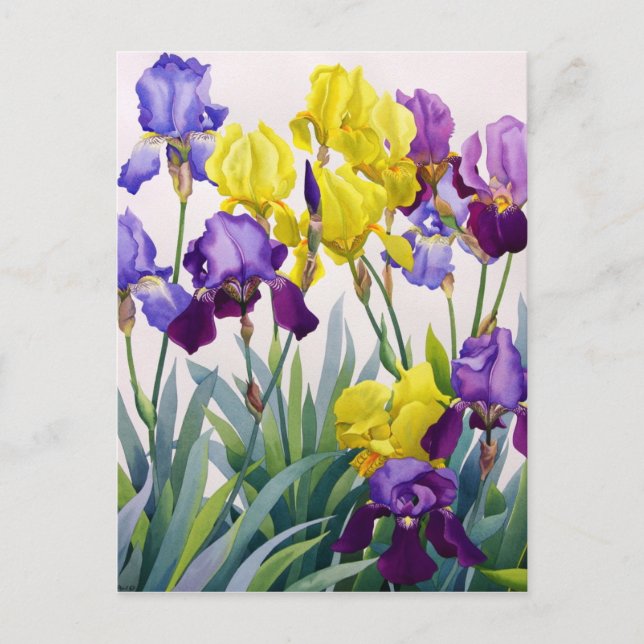 Carte Postale Irises jaunes et pourpres (Devant)