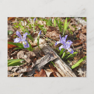 Carte Postale Irises miniatures sauvages