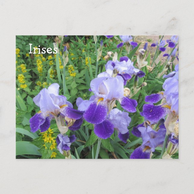 Carte Postale Irises pourpres (Devant)