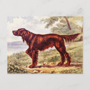 Carte Postale Irish Setter 1900 Illustration du chien sportif
