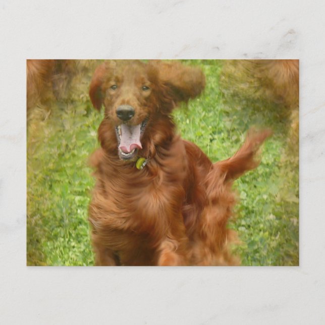 Carte postale Irish Setter Dog (Devant)