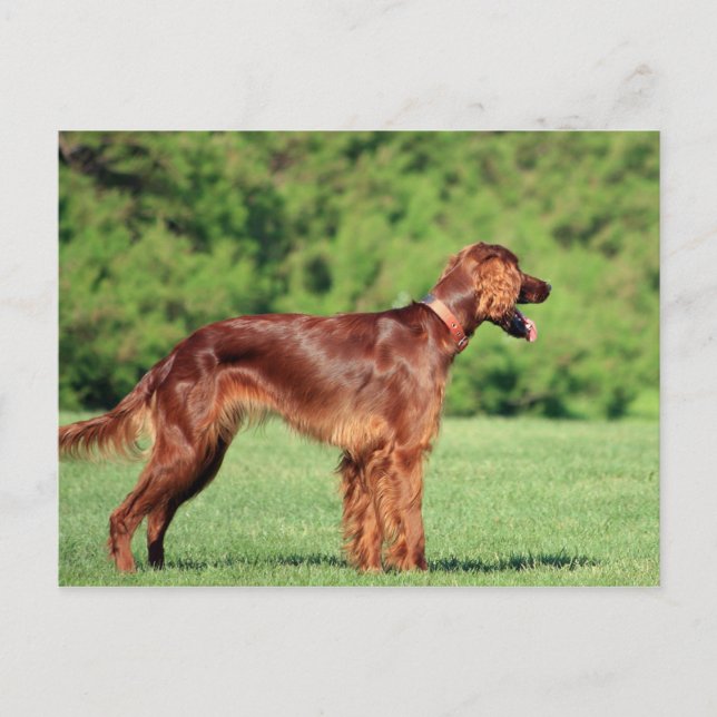 Carte Postale irish-setter-full 2 (Devant)