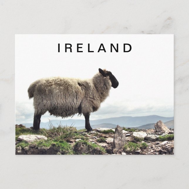 Carte postale Irish Sheep on Rocks (Devant)