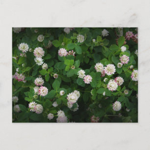 Carte Postale Irlandais Clovers 4 Feuilles feuille Lucky St. Pat