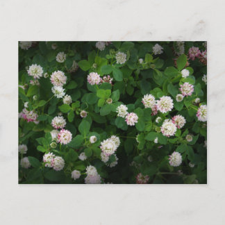 Carte Postale Irlandais Clovers 4 Feuilles feuille Lucky St. Pat