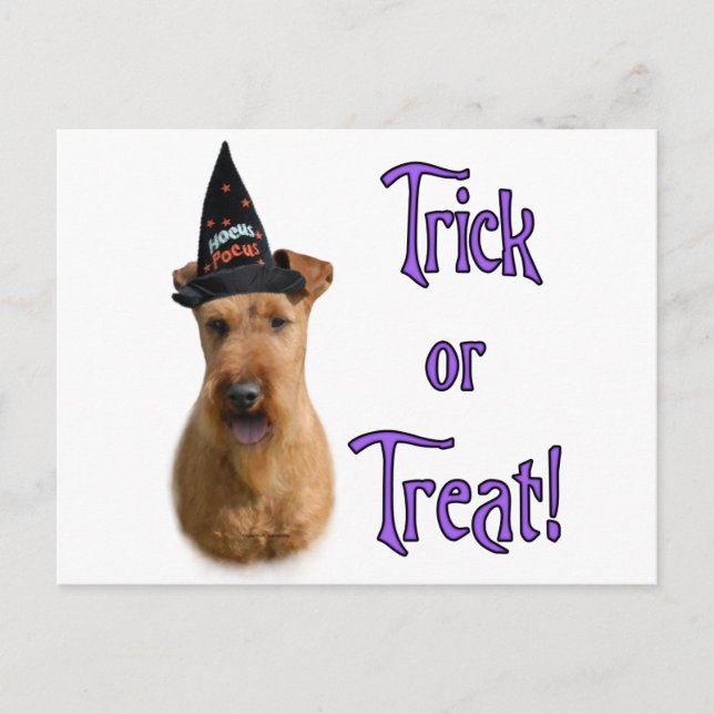 Carte Postale Irlandais Terrier Trick (Devant)