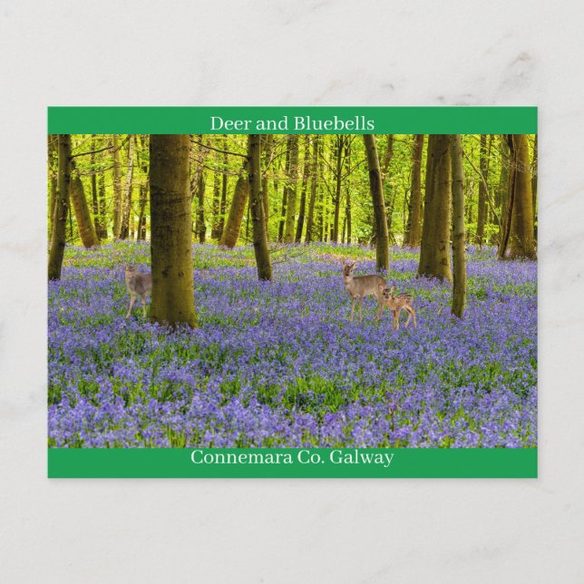 Carte Postale Irlande (Devant)