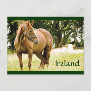 Carte postale Irlande (Cheval en campagne)
