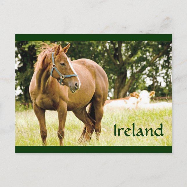 Carte postale Irlande (Cheval en campagne) (Devant)