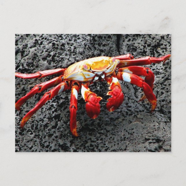 Carte Postale Isla Seymour, Galapagos, crabe rouge (Devant)