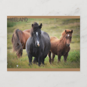 Carte Postale Islande - Chevaux