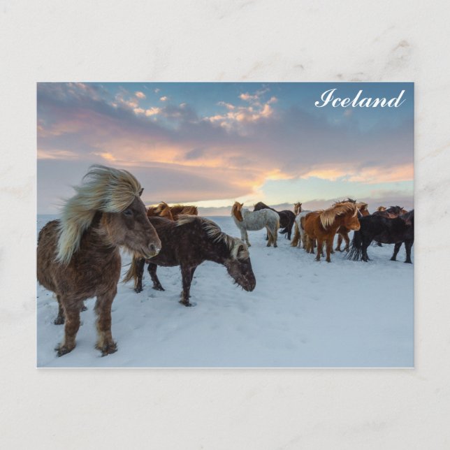 Carte Postale Islande Chevaux sauvages photo Voyage (Devant)