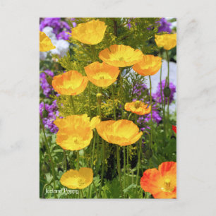 Carte Postale Islande Poppy [Carte postale]