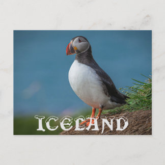 CARTE POSTALE ISLANDE PUFFIN