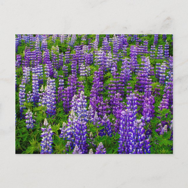 Carte Postale Islande. Vik i Myrdal. Champ de lupins (Devant)