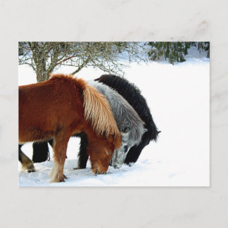 Carte Postale IslandsHästar - Häst