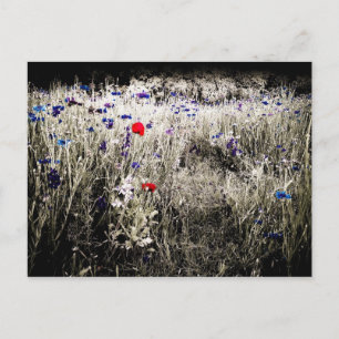 Carte postale Isolement couleur fleur sauvage