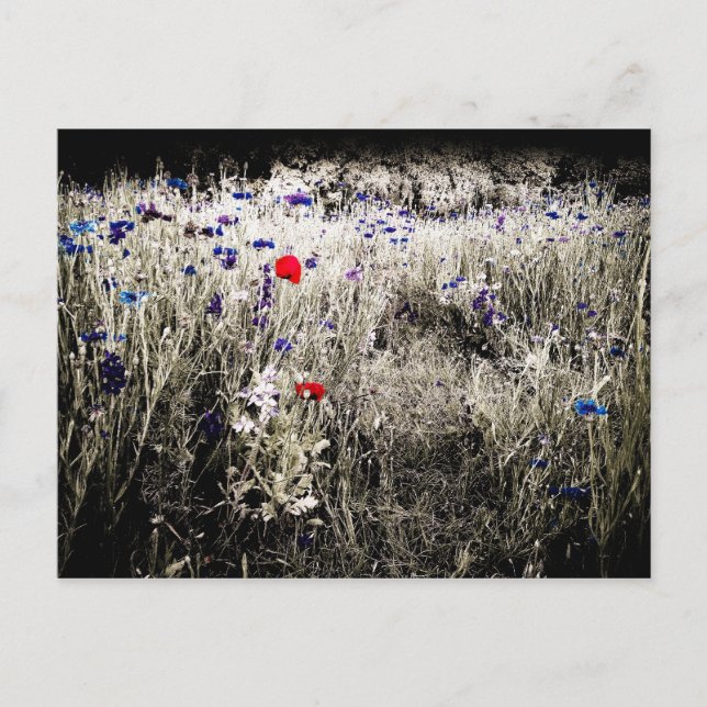 Carte postale Isolement couleur fleur sauvage (Devant)