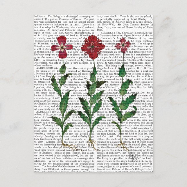 Carte Postale Italian Carnation 1 (Devant)
